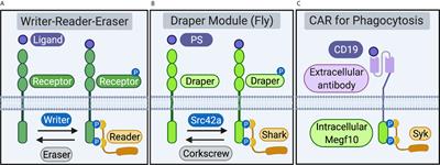 Modular Organization of Engulfment Receptors and Proximal Signaling Networks: Avenues to Reprogram Phagocytosis